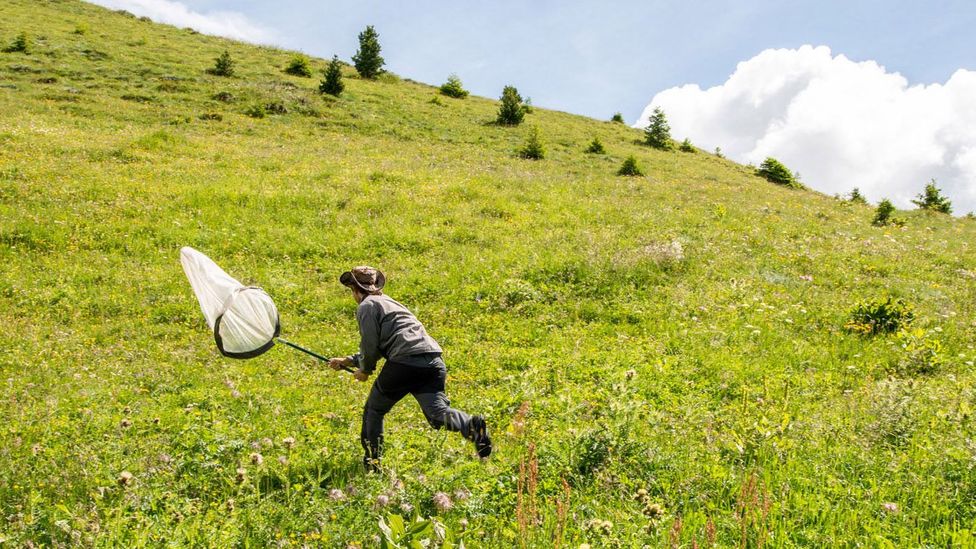 A conservationist monitors butterflies in the Alps (Credit: Eurac Research/Martina Jaider)