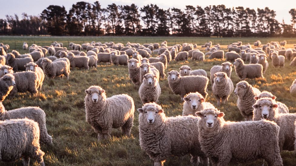 Brands are on the hunt for sustainable fabrics – could regenerative wool fit the bill? (Credit: Getty Images)