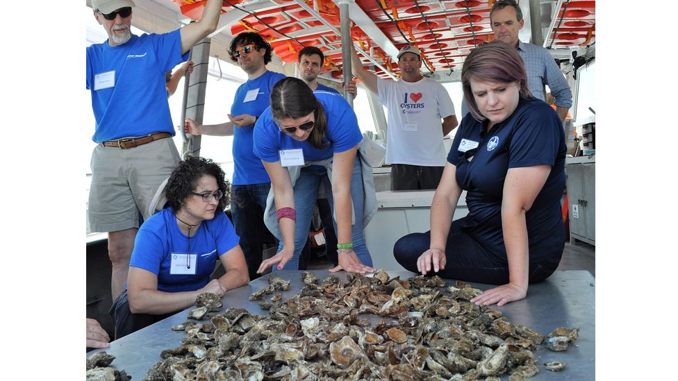 Oysters improve water quality and clarity and form biogenic reefs which provide habitat for other species (Credit: AJ Metcalf)
