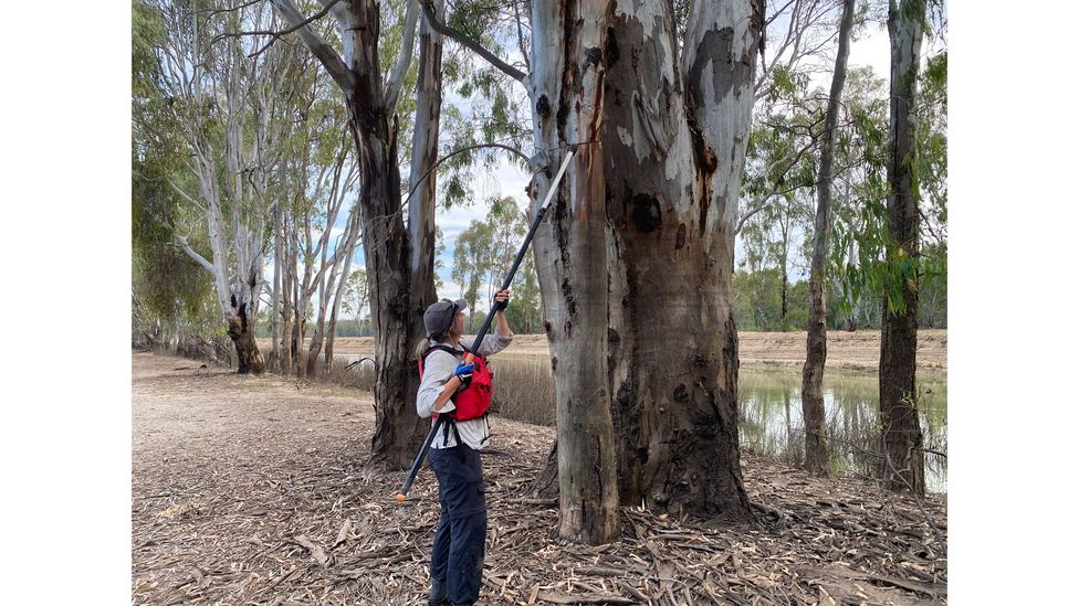 Elizabeth Znidersic cuts down an acoustic recorder down from a tree following a flood (Credit: Charles Sturt University)