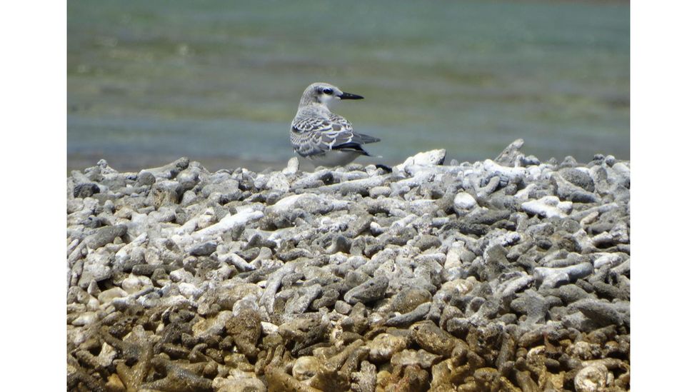 Following the use of the loudspeakers, two grey backed terns returned to Palmyra and produced a chick, named Myra Jr (Credit: The Nature Conservancy)