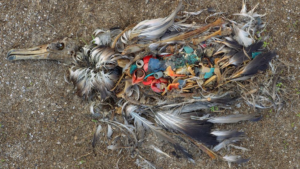 Chris Jordan's photos of dead albatross chicks quickly went viral and inspired environmental activism around the world (Credit: Chris Jordan)