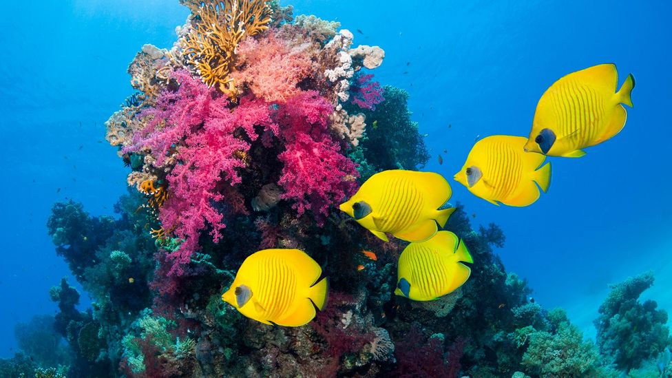 Yellow tropical fish and coral (Credit: Getty Images)