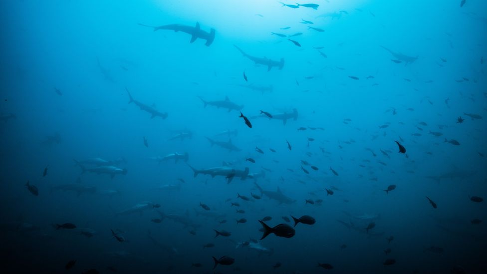 Hammerhead sharks swimming at a marine reserve in Costa Rica (Credit:Getty Images)